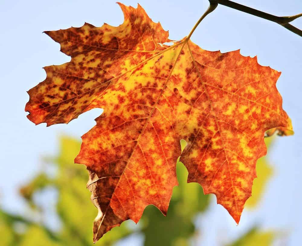 Leaf Removal Services image