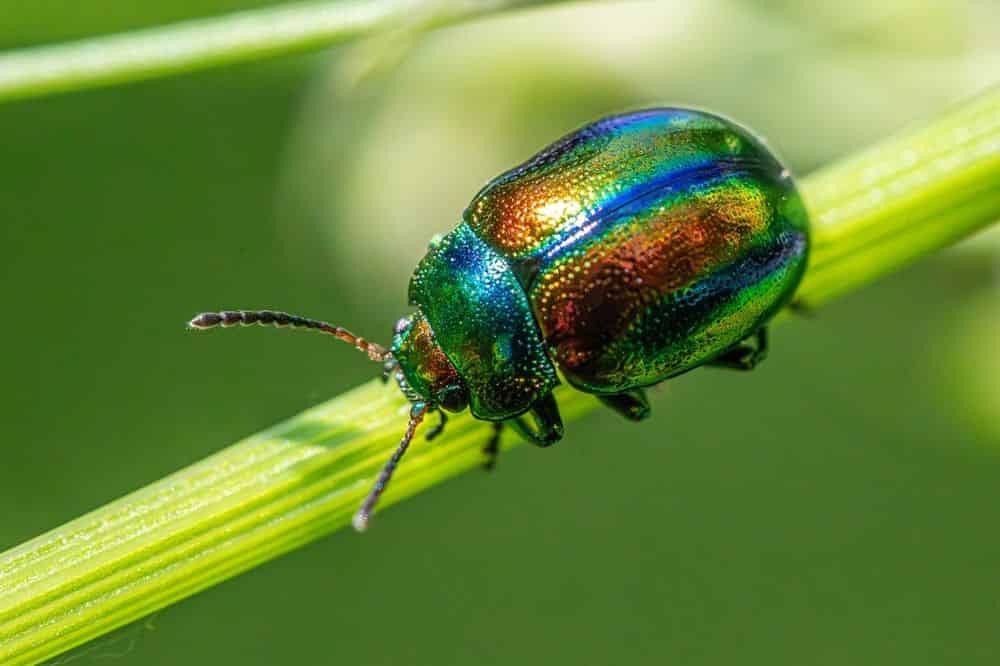Pest Control Services image