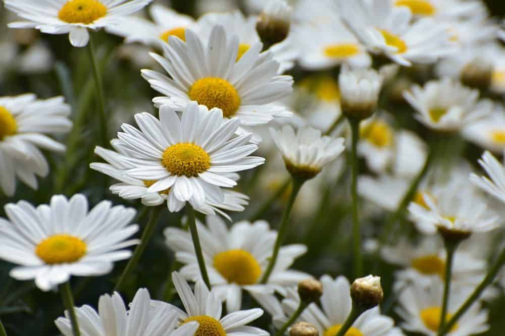 Flower Bed Maintenance Services image